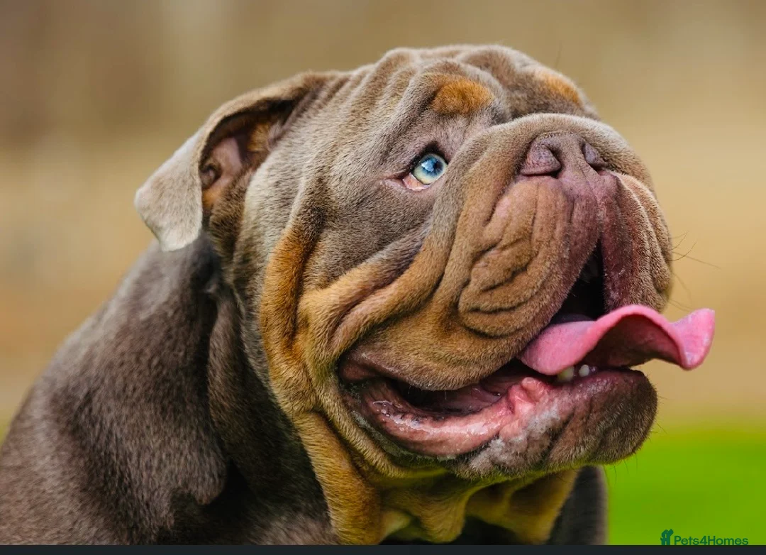 English Bulldog dogs for stud: 🌟 Wyatt Full suit English @stud in Telford - Advert 2