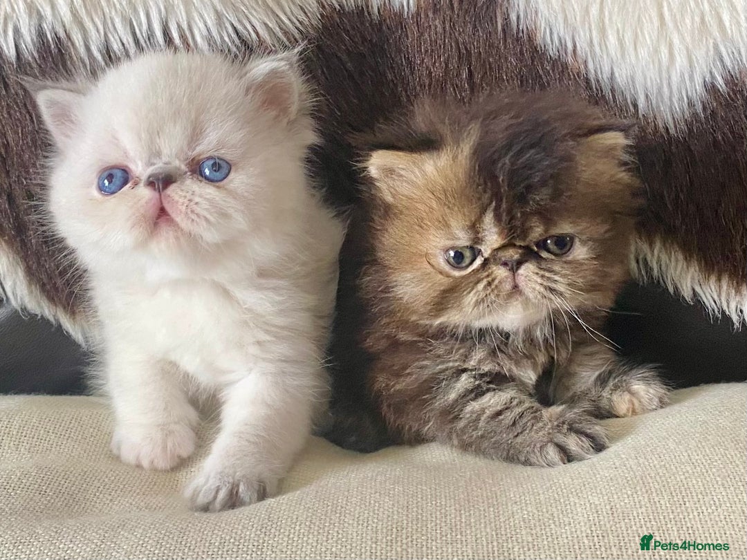 Persian cats for sale: GCCF PURE BRED PKD and PRA CLEAR PERSIAN EXOTICS  - Image 2