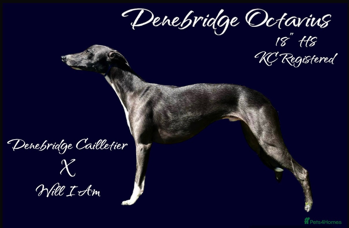 Whippet dogs Outstanding Small KC Stud - Denebridge Octavius - Advert 1