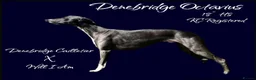 Whippet dogs for stud: Outstanding Small KC Stud - Denebridge Octavius - Advert 1