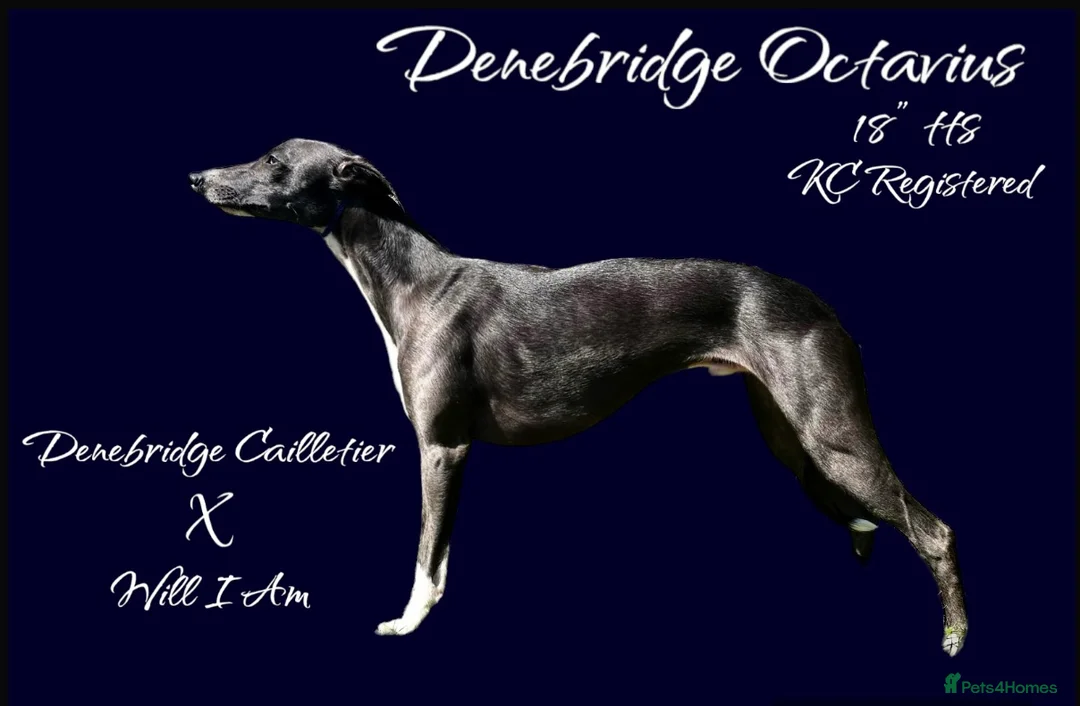 Whippet dogs for stud: Outstanding Small KC Stud - Denebridge Octavius - Advert 1