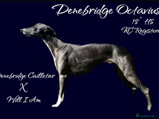 Whippet dogs Outstanding Small KC Stud - Denebridge Octavius - Advert 1
