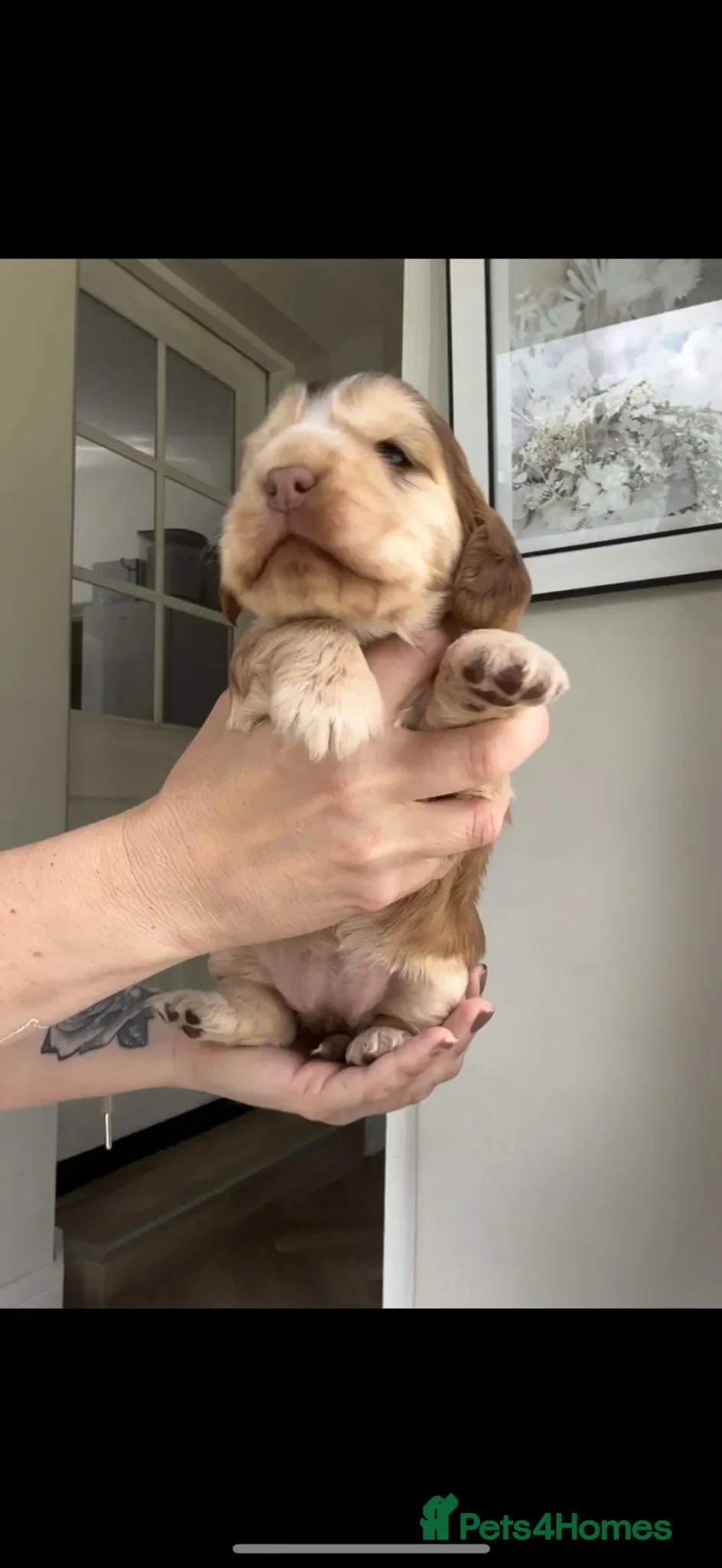 Cocker Spaniel dogs KC Registered Sable Show cocker spaniels  - Advert 1