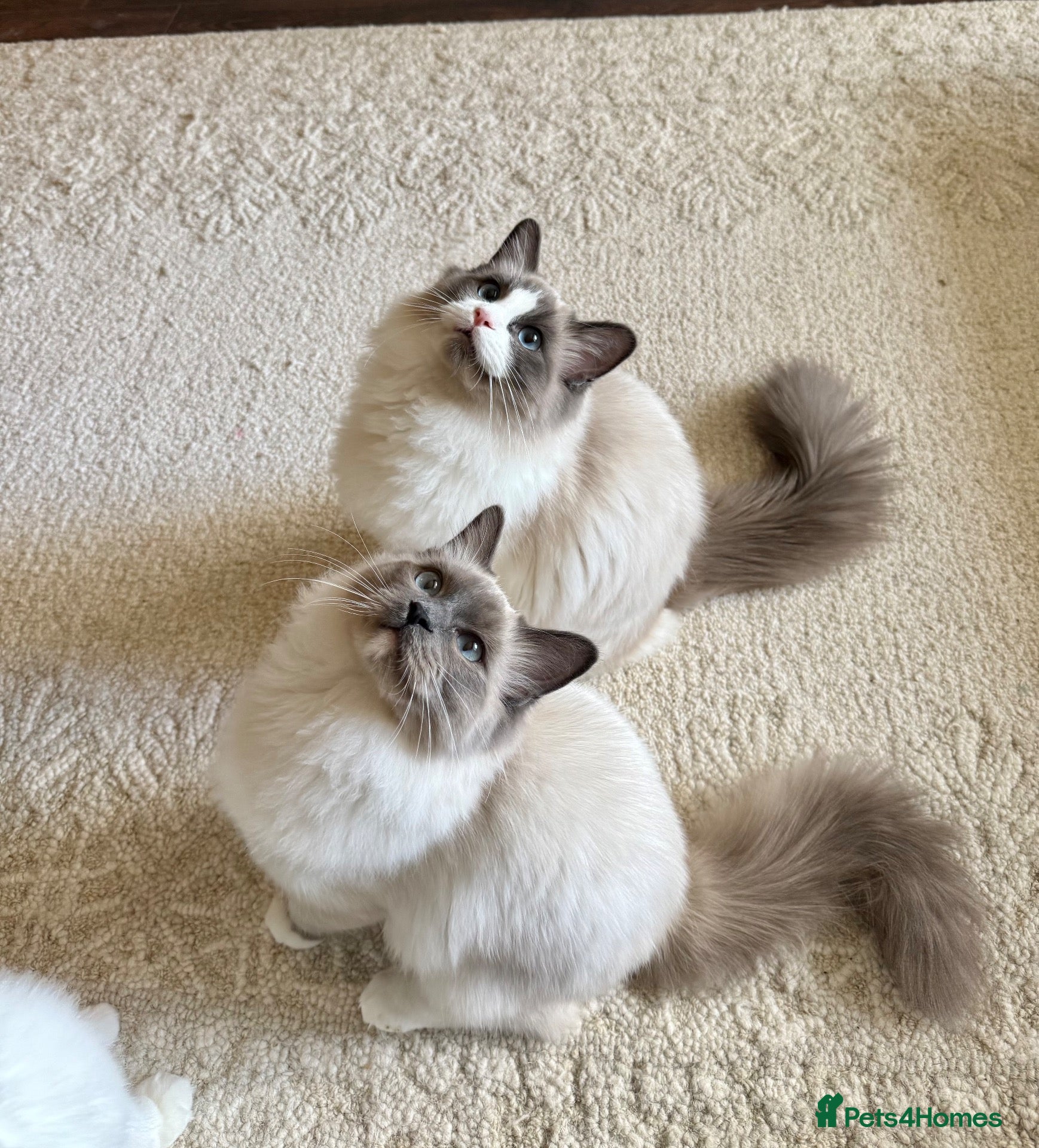 Ragdoll cats Exceptional Ragdoll Kittens | Our Final Litter - Advert 1