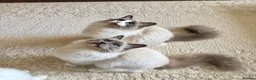 Ragdoll cats for sale: Final 3 ragdolls ready to leave  - Advert 1
