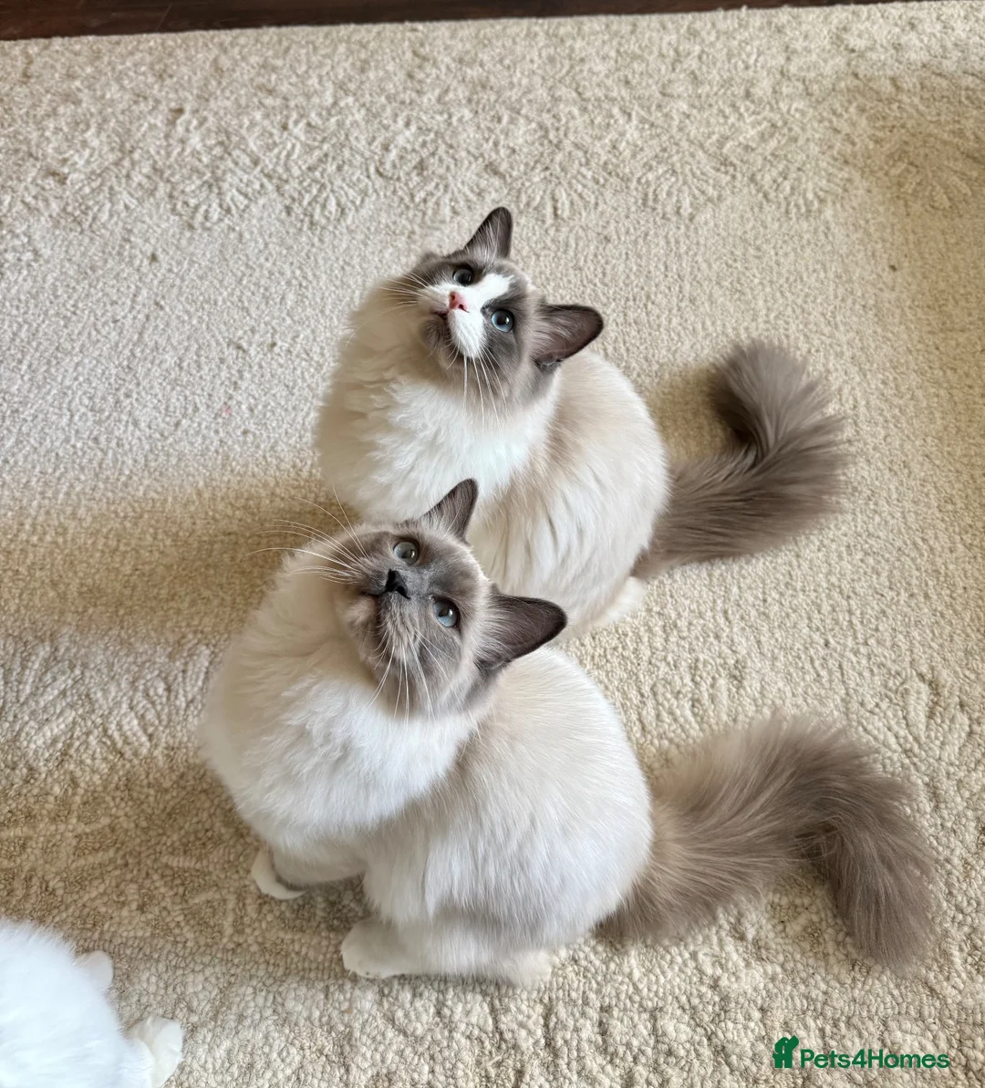 Ragdoll cats for sale: Final 3 ragdolls ready to leave  - Advert 1