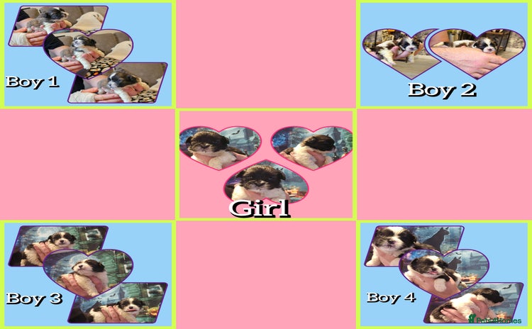 Shih Tzu dogs - Advert 8
