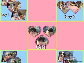 Shih Tzu dogs - Advert 3