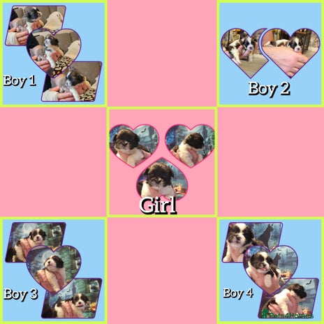 Shih Tzu dogs - Advert 2