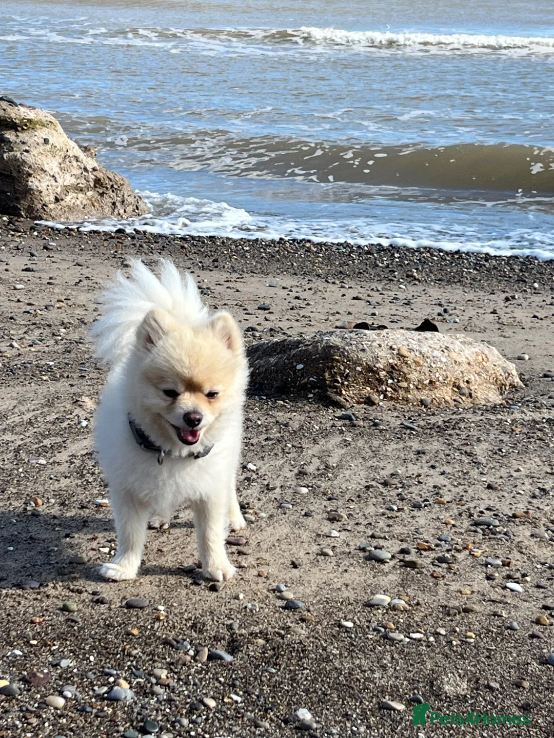 Pomeranian dogs for stud: Canine pomeranian dog for stud - Advert 2
