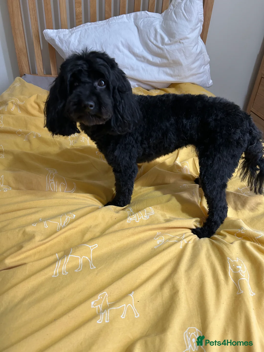 Toy Poodle dogs for sale: Female poodle cross up for adoption in Hull - Advert 1