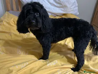 Toy Poodle dogs Female poodle cross up for adoption - Advert 1