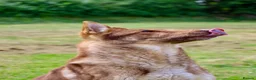 German Shepherd dogs for sale: 🍂 autumn our beautiful KC liver tan girl - Advert 7