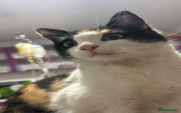 Mixed Breed cats for adoption: Carmen for adoption - Advert 3