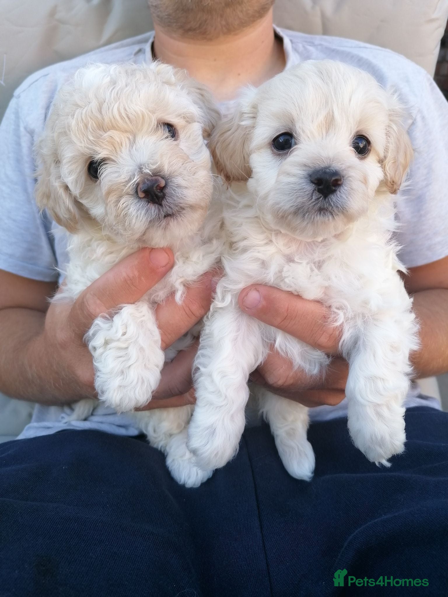 Maltipoo dogs Maltipoo puppies 6 weeks old  - Advert 13
