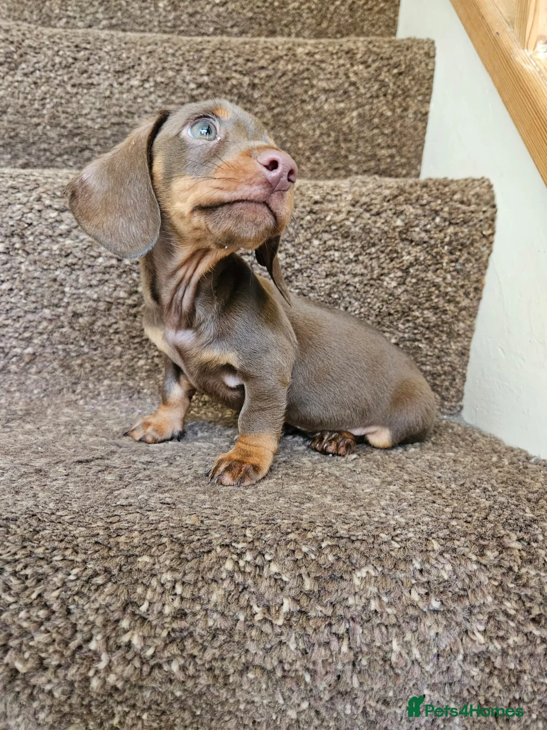 Miniature Dachshund dogs for sale: 3 Beautiful miniature dachshunds  in Bolton - Advert 2