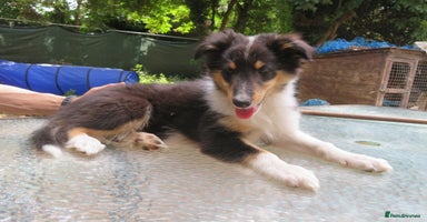 Mixed Breed dogs - Advert 6