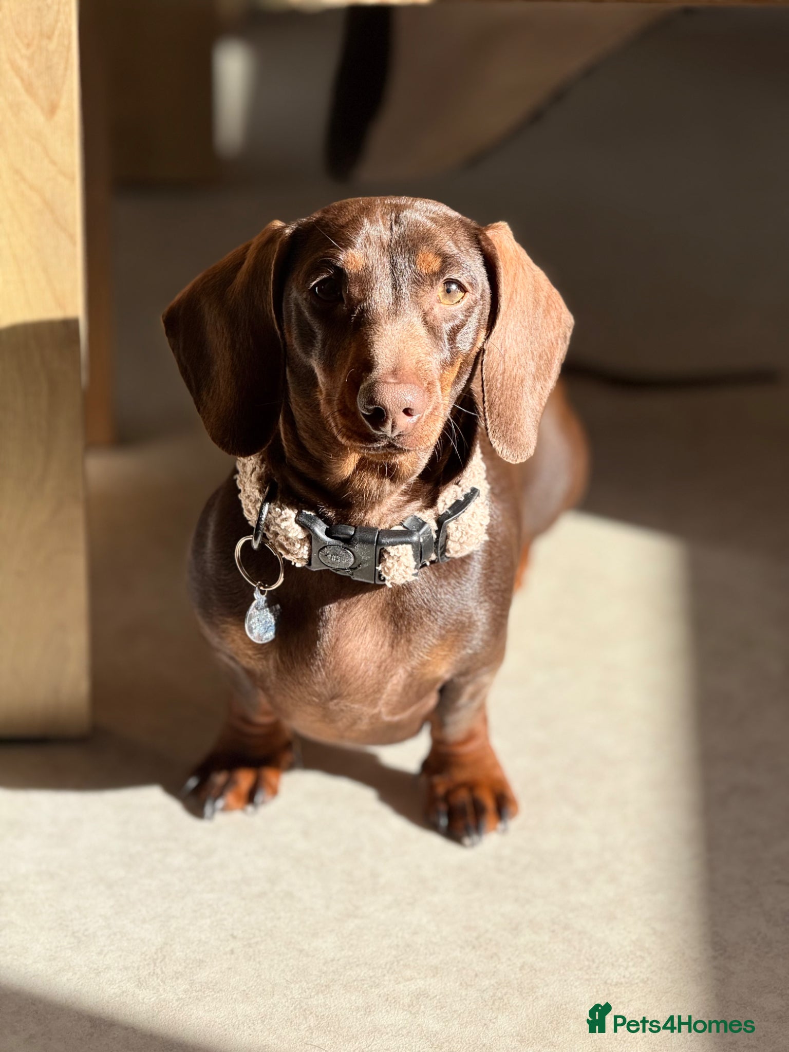 Miniature Dachshund dogs Miniature Dachshund (2 Year Old Female) - Advert 1
