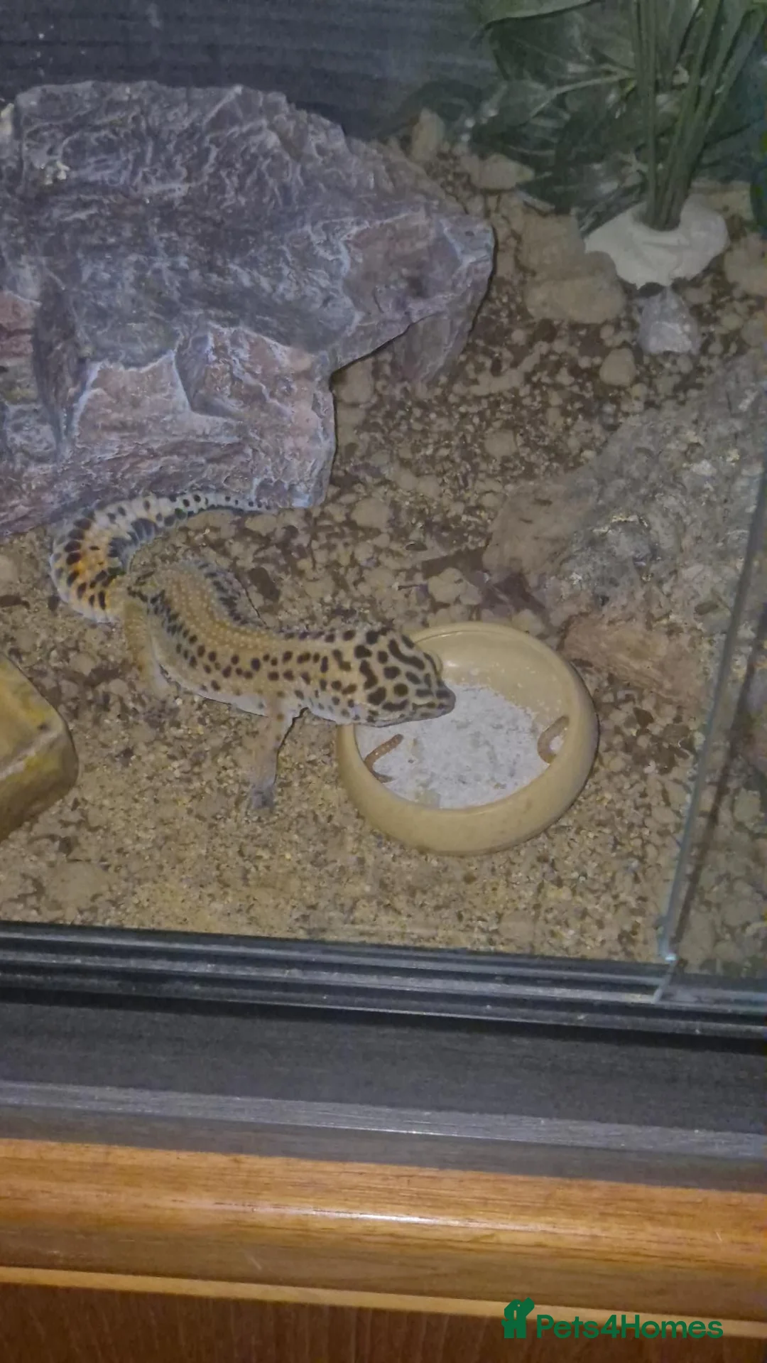 Leopard Gecko reptiles for sale: Lepard gecko  in Wolverhampton - Advert 2
