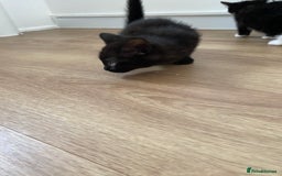 Domestic Shorthair cats for sale: Domestic shorthair - Image 3