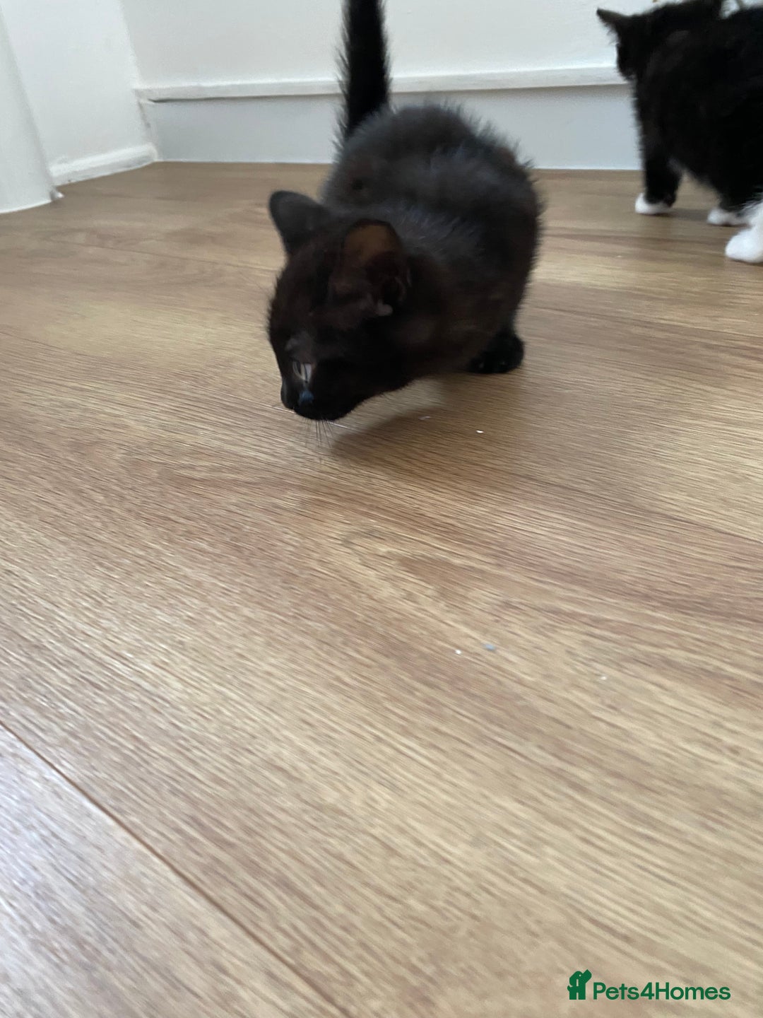 Domestic Shorthair cats for sale: Domestic shorthair - Image 3