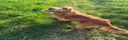 Cocker Spaniel dogs for stud: Stunning golden sable cocker spaniel for STUD in Sheerness - Advert 2