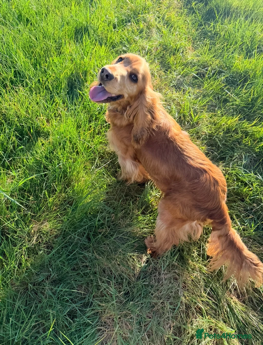 Cocker Spaniel dogs for stud: Stunning golden sable cocker spaniel for STUD in Sheerness - Advert 2
