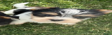 Yorkshire Terrier 1