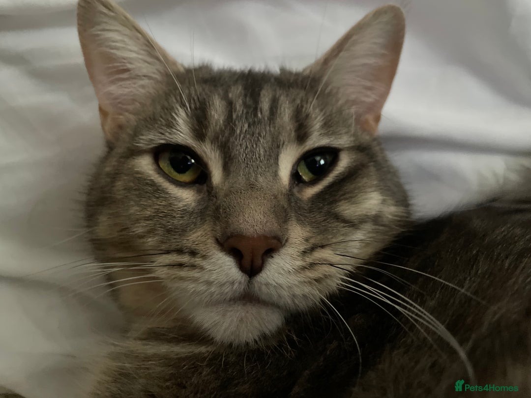 Mixed Breed cats for sale: Adorable female cats Looking for a Forever Home ! - Advert 20