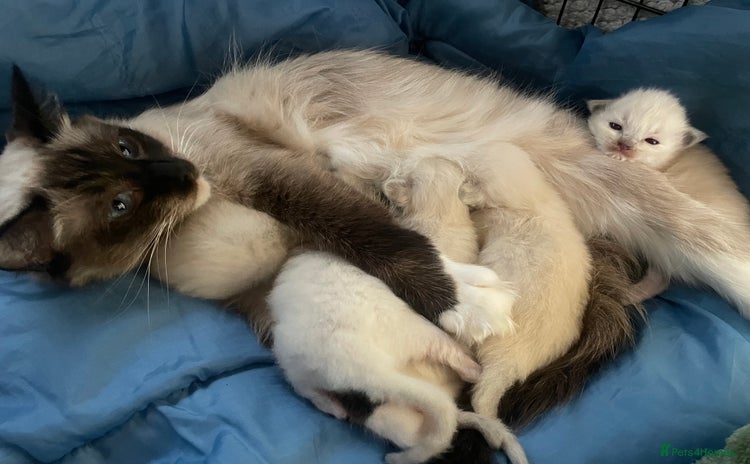 Ragdoll cats - Advert 2