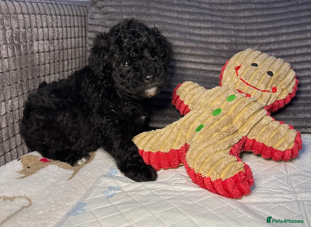 Toy Poodle dogs for sale: Toy  poodle puppies - Advert 5