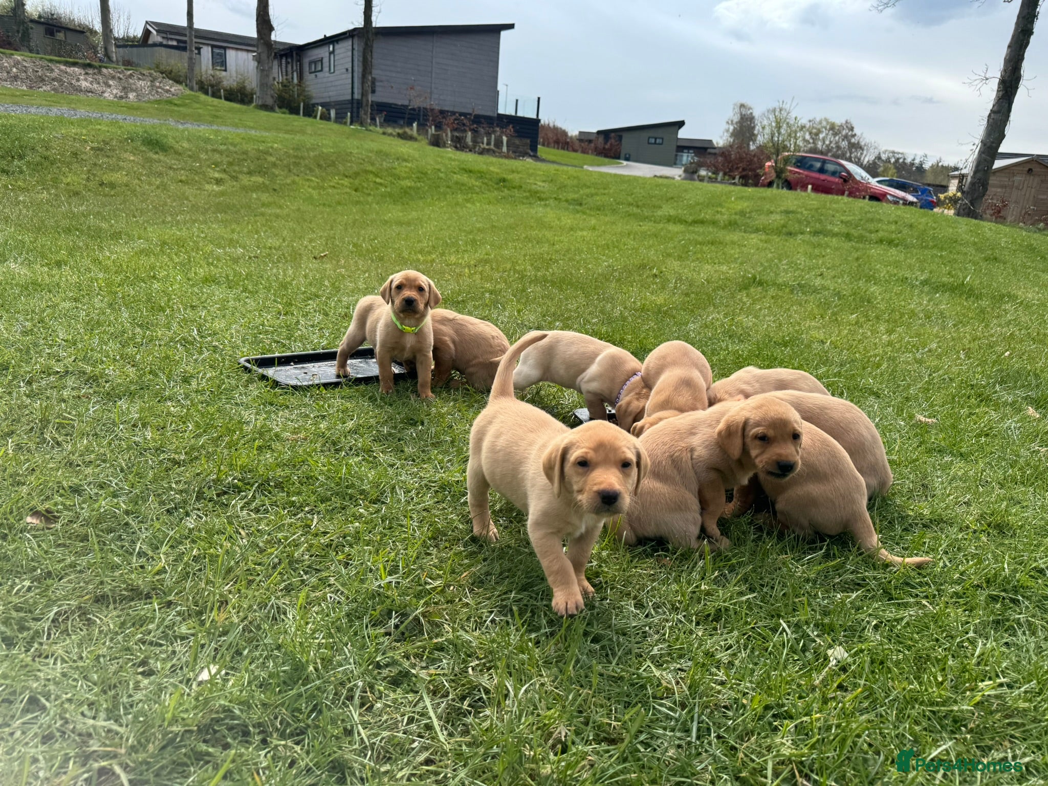 Labrador Retriever dogs Working Pet Bred; Highly Regarded Labrador Lineage - Advert 2