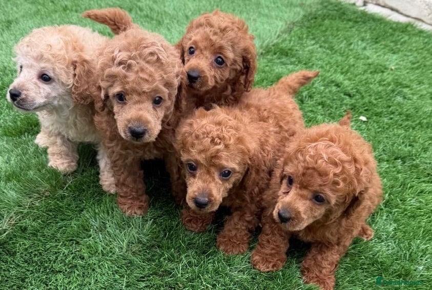 Toy Poodle dogs Kc red toy poodle puppys - Advert 10