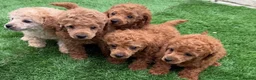 Toy Poodle dogs for sale: Kc red toy poodle puppys - Advert 1