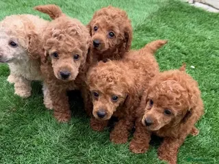 Toy Poodle dogs Kc red toy poodle puppys - Advert 1