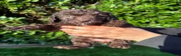 Labradoodle dogs for sale: Our Therapy Dog has had a litter of Labradoodles  - Advert 5