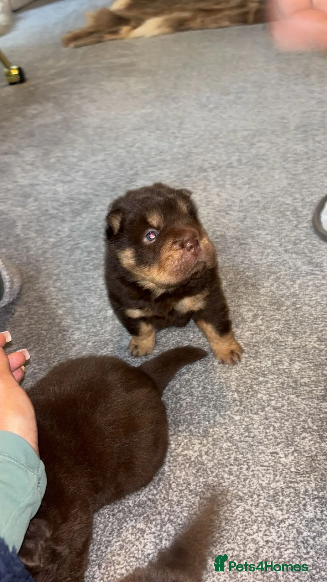 Shar Pei dogs for sale: Top quality choc and tan bear coat sharpies - Advert 4