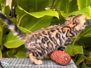 Bengal cats - Advert 14