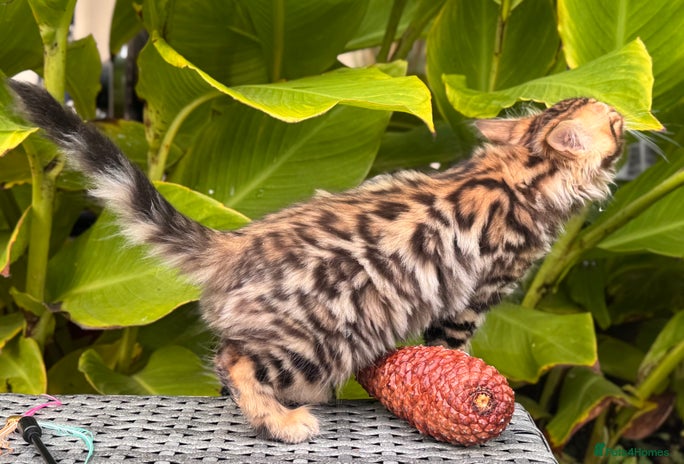 Bengal cats - Advert 4