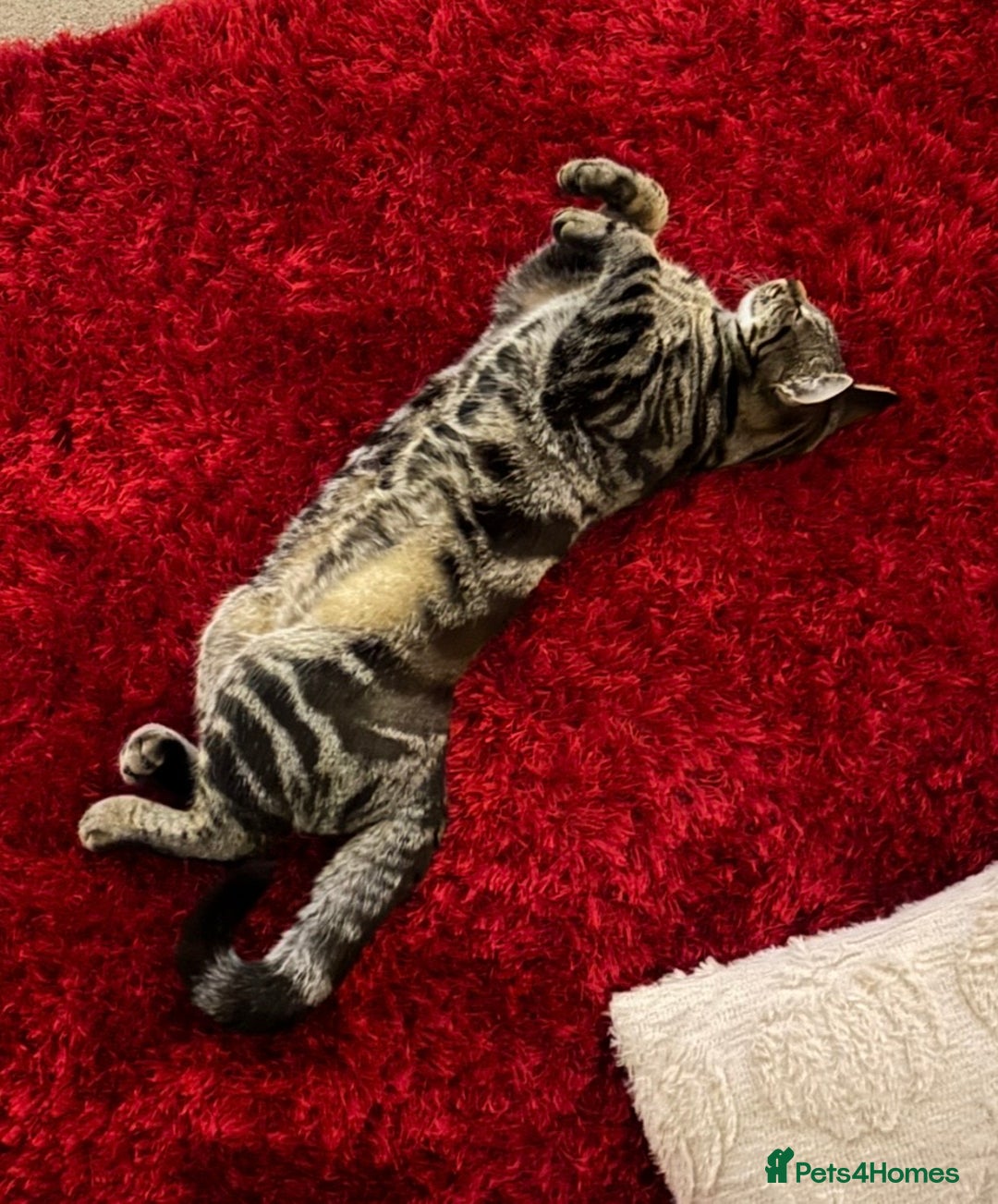 Mixed Breed cats for sale: Gorgeous green eyed 7 month old tabby kitten  - Advert 2