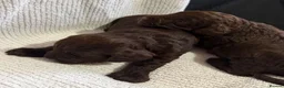 Cockapoo dogs for sale: Cockapoo puppies 🐶  in Gateshead - Advert 3