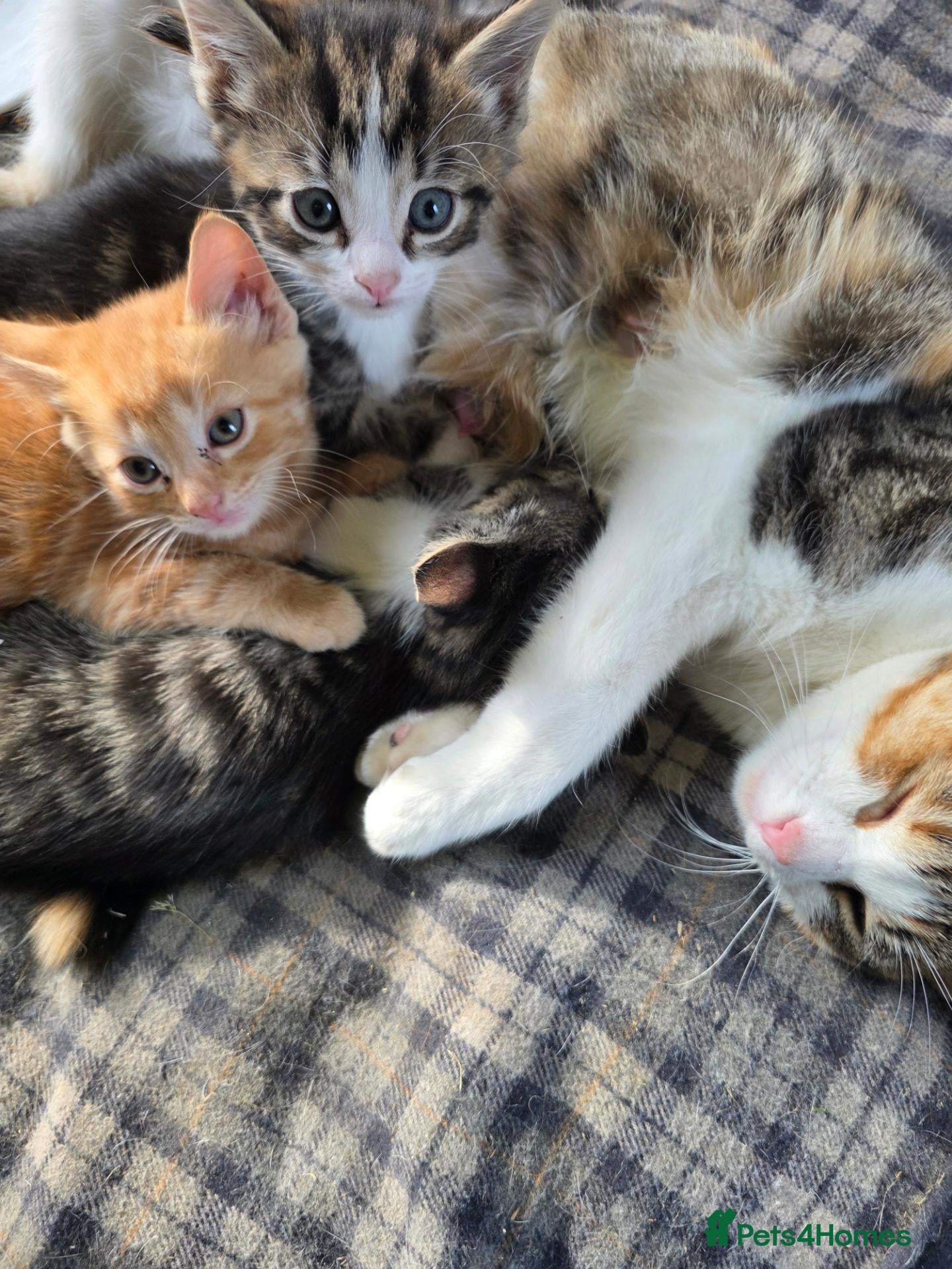 Mixed Breed cats Beautiful kittens looking for new homes  - Advert 3