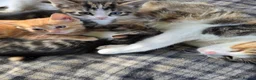 Mixed Breed cats for sale: Beautiful kittens looking for new homes  - Advert 1