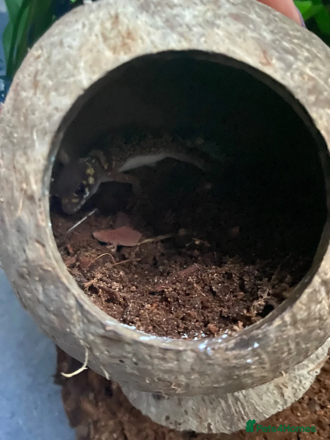 Gecko reptiles for sale: Barking gecko and everything for sale  in Lydney - Advert 4