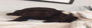 Cocker Spaniel 1