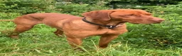 Hungarian Vizsla dogs for stud: Hungarian Vizsla for stud! in Llantwit Major - Advert 5