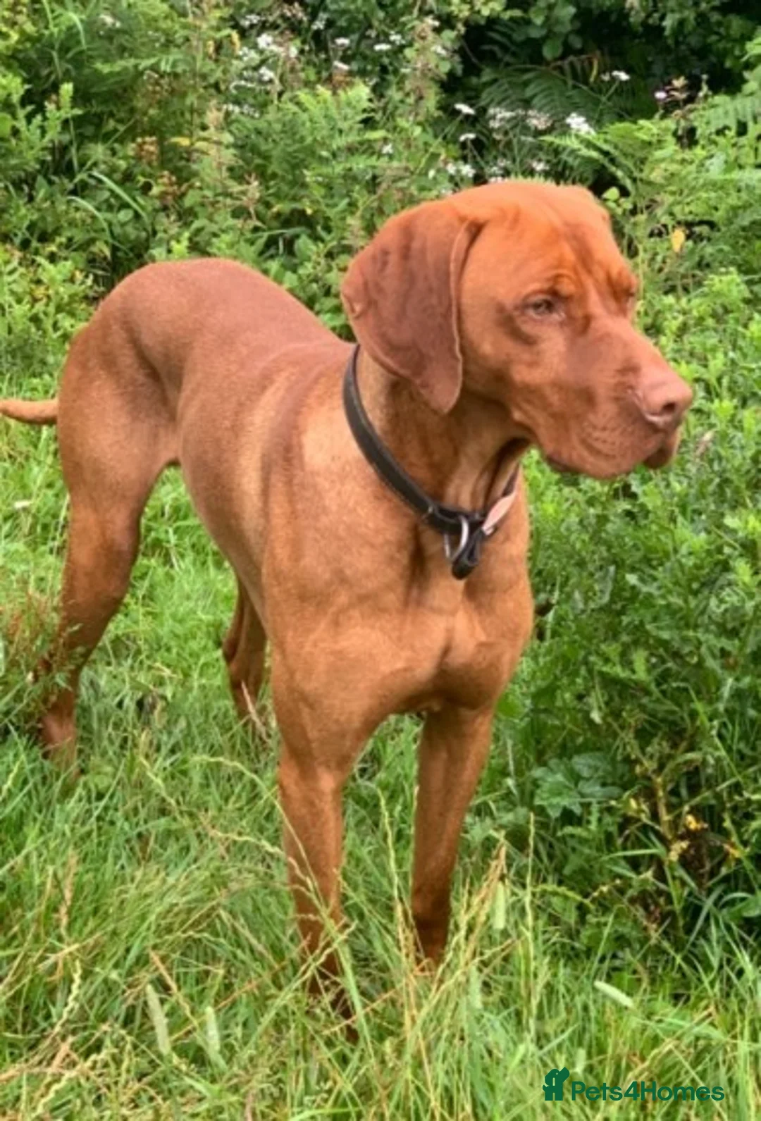 Hungarian Vizsla dogs for stud: Hungarian Vizsla for stud! in Llantwit Major - Advert 5