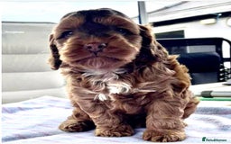 Cockapoo dogs for sale: Beautiful Little Toy Cockapoo - Image 4