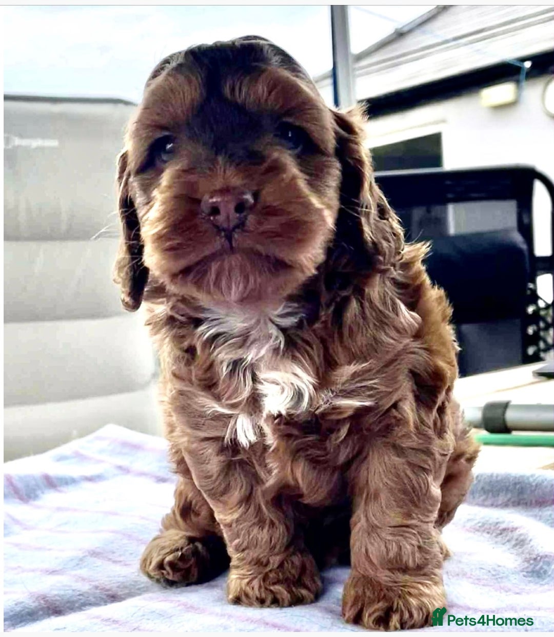 Cockapoo dogs for sale: Beautiful Little Toy Cockapoo - Image 4