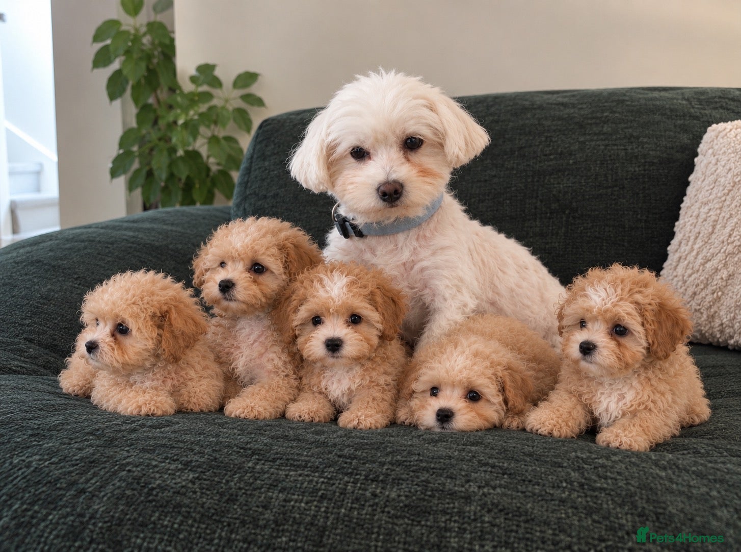 Maltipoo dogs Beautiful Asian maltipoo puppies  - Advert 2